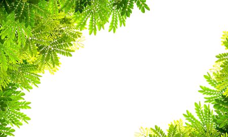 green leaf  frame isolated on white backgroundの写真素材