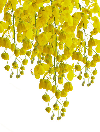 golden flower isolated on white backgroundの写真素材