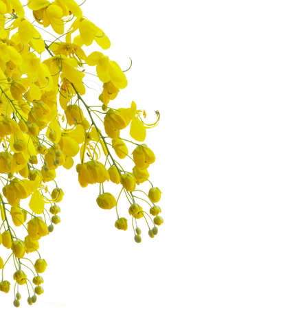 golden flower isolated on white backgroundの写真素材