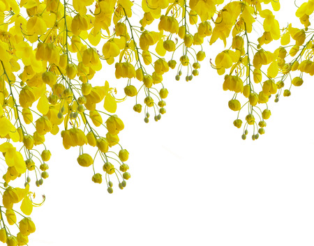 golden flower isolated on white backgroundの写真素材
