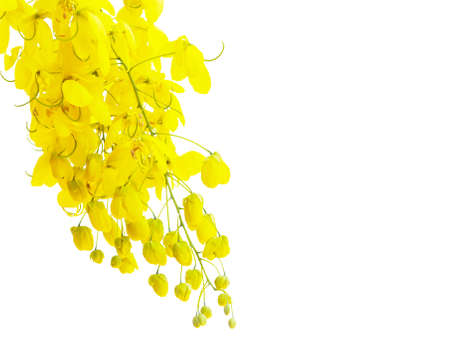 golden flower isolated on white backgroundの写真素材