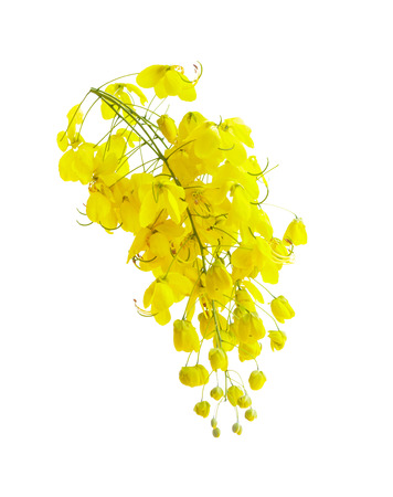 golden flower isolated on white backgroundの写真素材