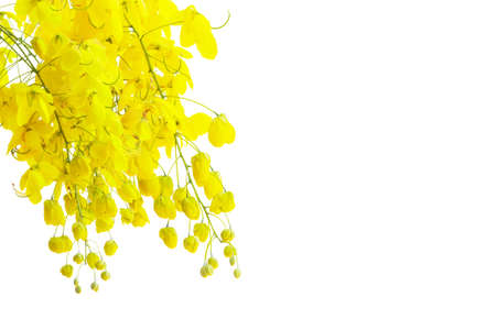 golden flower isolated on white backgroundの写真素材