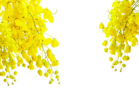 golden flower isolated on white backgroundの写真素材