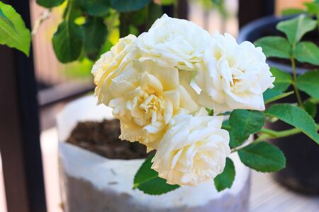 fresh white rose on plantの写真素材