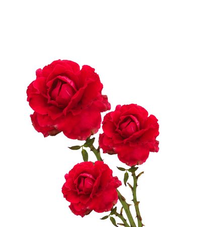 red rose on white backgroundの写真素材