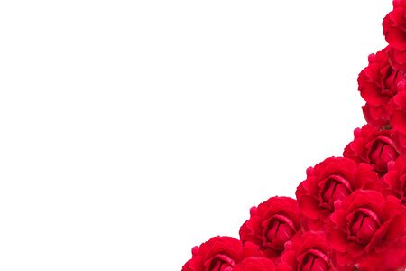 red rose on white backgroundの写真素材