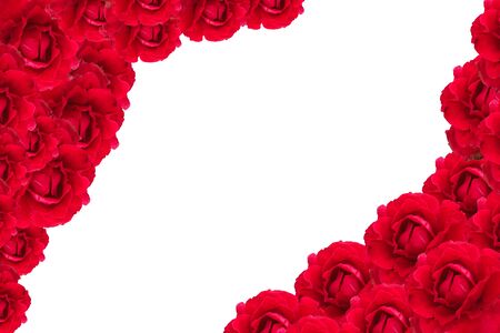 red rose on white backgroundの写真素材
