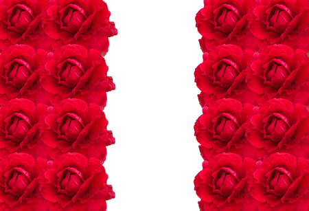 group of red rose as backgroundの写真素材