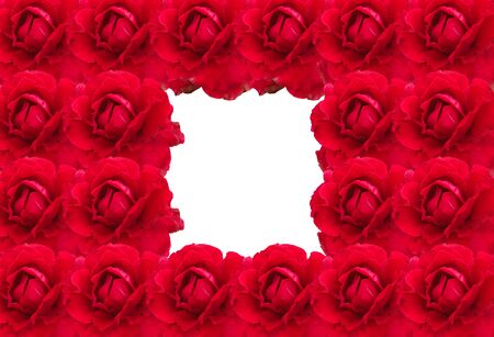 group of red rose as backgroundの写真素材