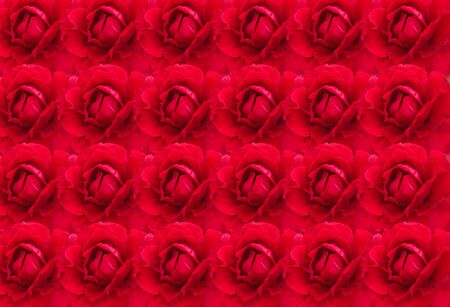 group of red rose as backgroundの写真素材