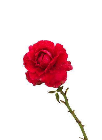 red rose on white backgroundの写真素材
