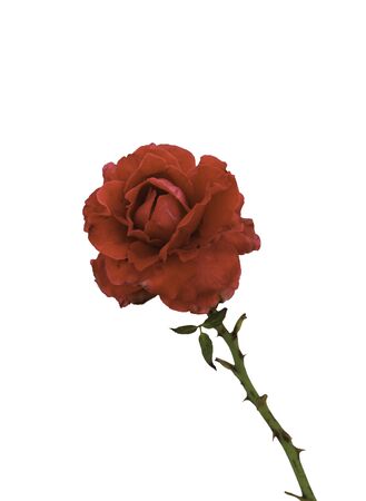 red rose on white backgroundの写真素材