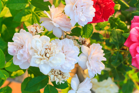 group of red and white roseの写真素材