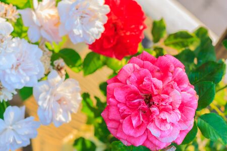 group of red and white roseの写真素材