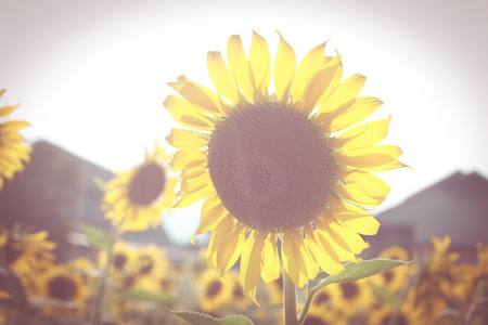 blooming sunflowers field : vintage styleの写真素材