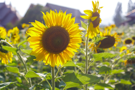 blooming sunflowers in fieldの写真素材