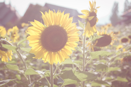 blooming sunflowers field : vintage styleの写真素材