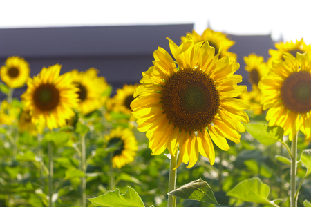 blooming sunflowers in fieldの写真素材