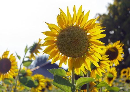 blooming sunflowers in fieldの写真素材
