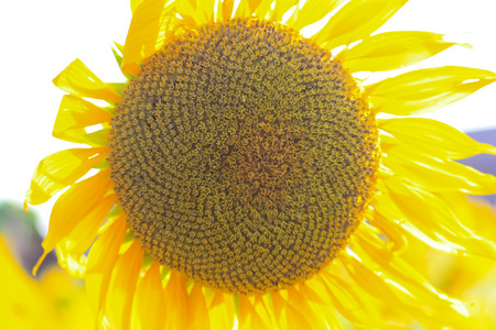 close up blooming sunflowers in fieldの写真素材