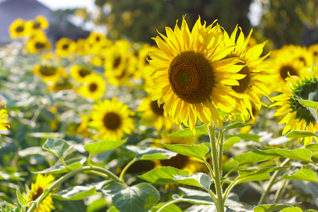 blooming sunflowers in fieldの写真素材