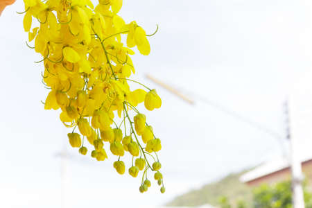 golden flower isolated on white backgroundの写真素材