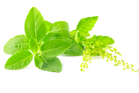 basil leaves isolated on white background :  ingredient for Thai foodの写真素材