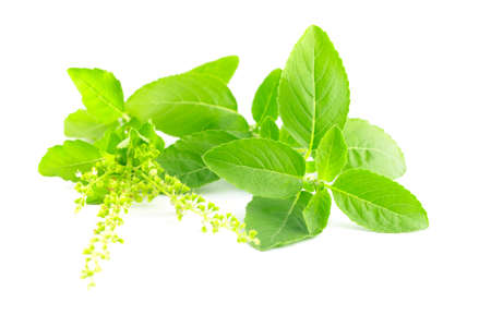 basil leaves isolated on white background :  ingredient for Thai foodの写真素材