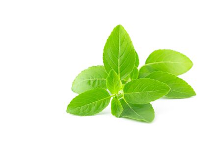 basil leaves isolated on white background :  ingredient for Thai foodの写真素材