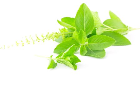 basil leaves isolated on white background :  ingredient for Thai foodの写真素材