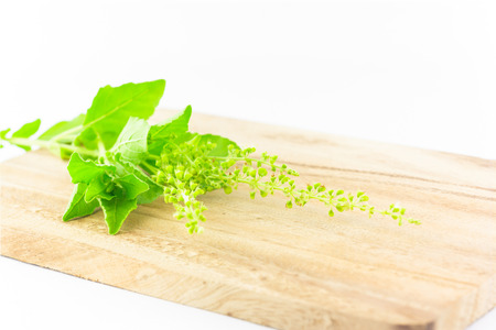 basil leaves on chopping block on white background :  ingredient for Thai foodの写真素材