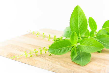 basil leaves on chopping block on white background :  ingredient for Thai foodの写真素材