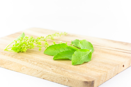 basil leaves on chopping block on white background :  ingredient for Thai foodの写真素材