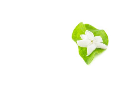 jasmine isolated on white backgroundの写真素材