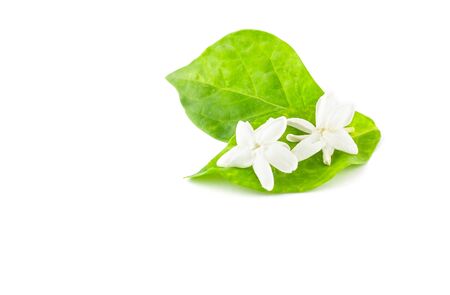 jasmine isolated on white backgroundの写真素材