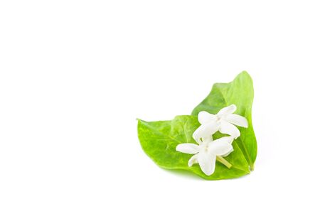 jasmine isolated on white backgroundの写真素材