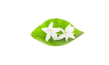 jasmine isolated on white backgroundの写真素材