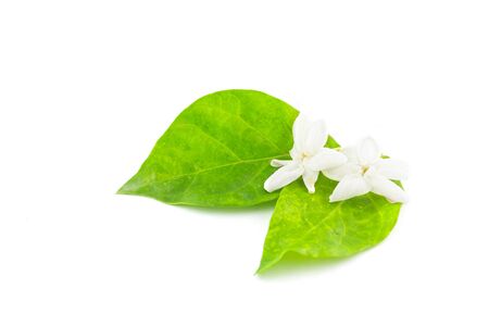 jasmine isolated on white backgroundの写真素材