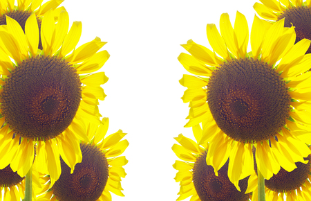 blooming sunflowers in fieldの写真素材