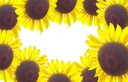 blooming sunflowers in fieldの写真素材