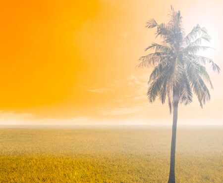 grass and sky with coconut tree in orange toneの写真素材