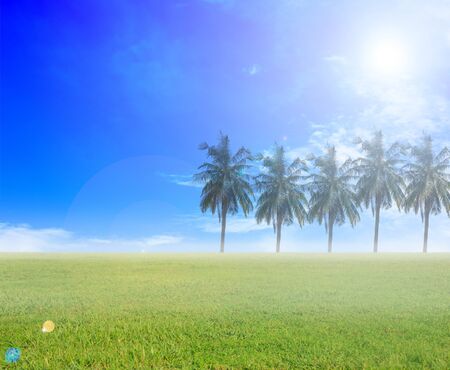 green grass and blue sky on sunny day with coconut treeの写真素材