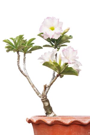 Impala Lily isolated on white backgroundの写真素材