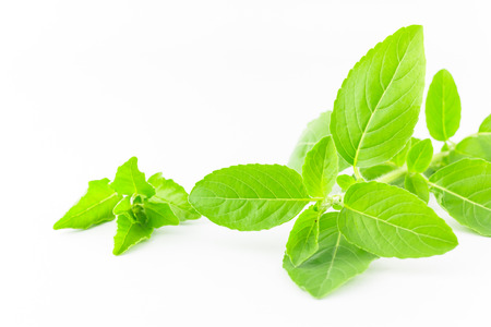 basil leaves isolated on white background :  ingredient for Thai foodの写真素材