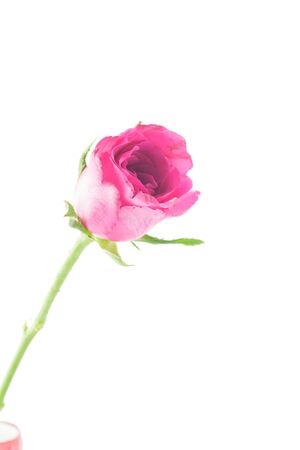 pink rose on white backgroundの写真素材