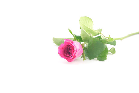 pink rose on white backgroundの写真素材