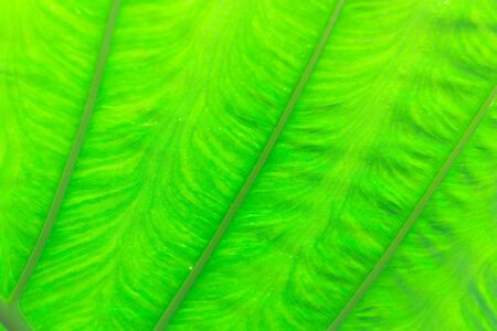 textures of the green leaf : nature blackgroundの写真素材
