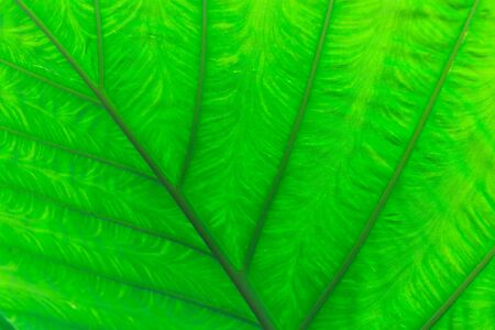 textures of the green leaf : nature blackgroundの写真素材
