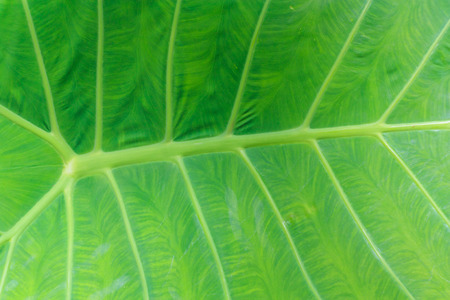 textures of the green leaf : nature blackgroundの写真素材